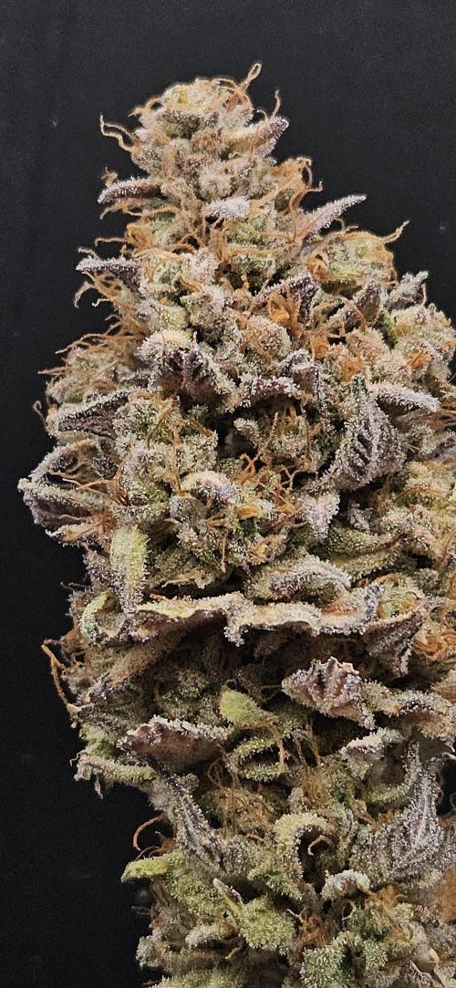 Purple Punch Cookies. Week 14