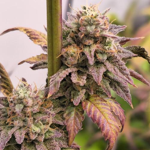 Purple Punch Cookies. Week 14