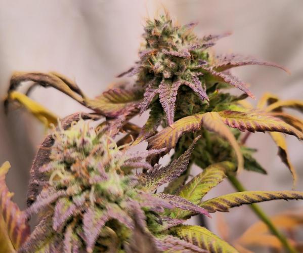 Purple Punch Cookies. Week 14