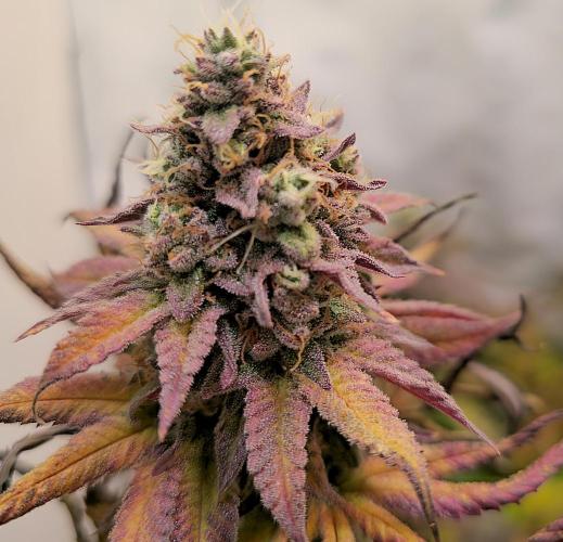 Purple Punch Cookies. Week 14