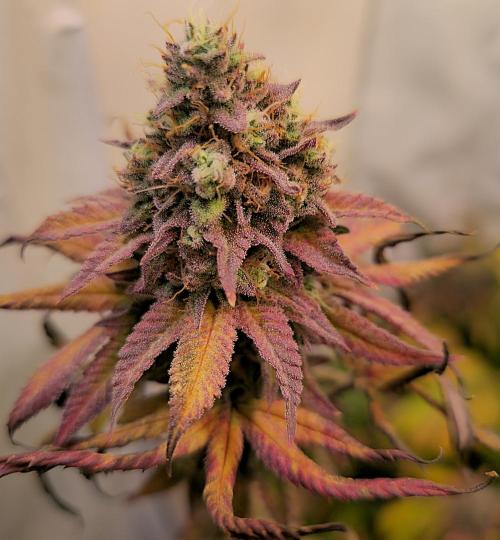 Purple Punch Cookies. Week 14