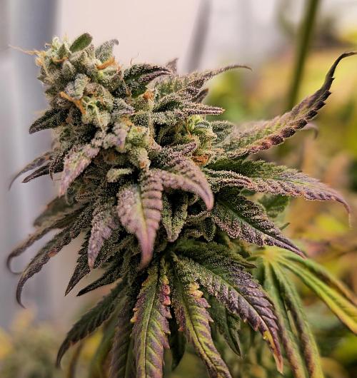 Purple Punch Cookies. Week 14