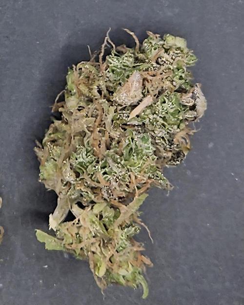 Sticky Queen. Week 14