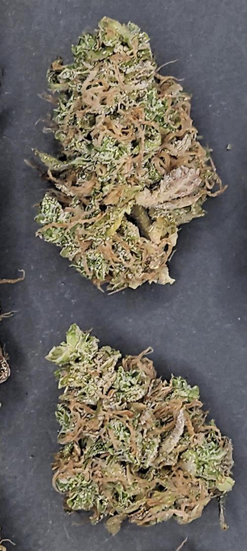 Sticky Queen. Week 14