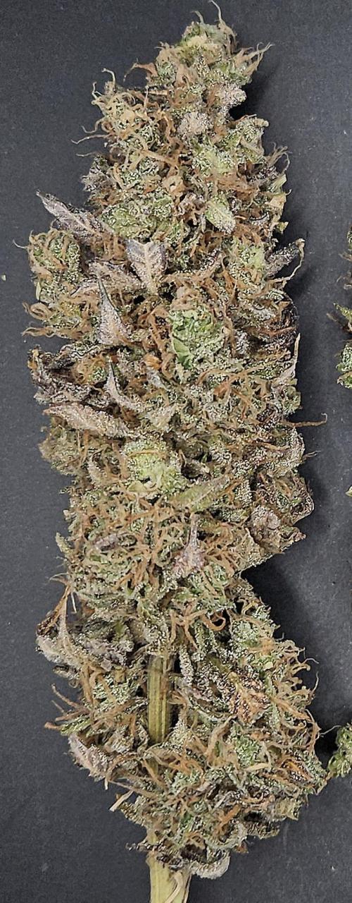 Sticky Queen. Week 14