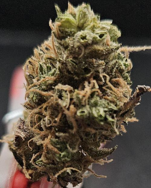 Sticky Queen. Week 14