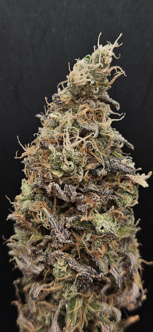 Sticky Queen. Week 14