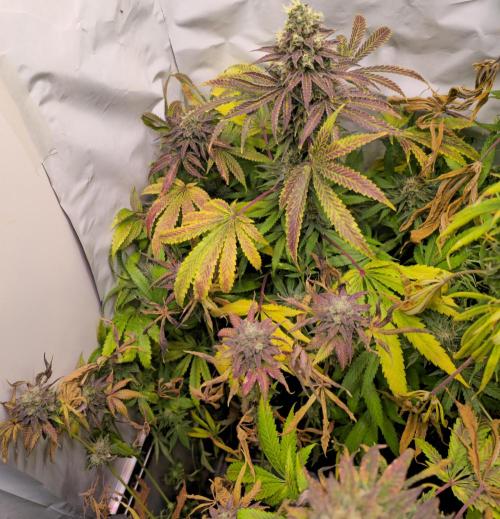 Sticky Queen. Week 14