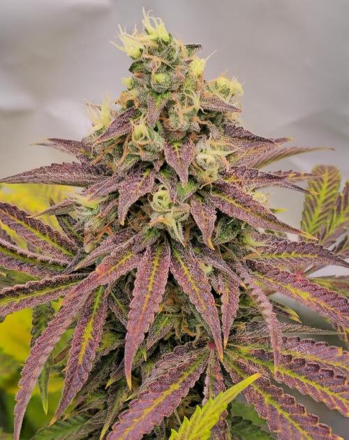 Sticky Queen. Week 14