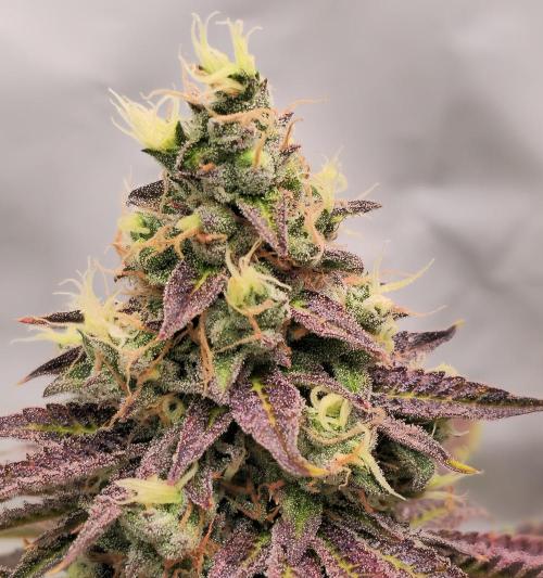 Sticky Queen. Week 14