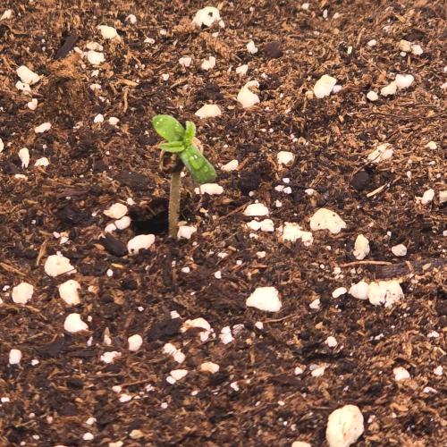 AutoflowerWorldCupBeingThereIsEverything. Week 0