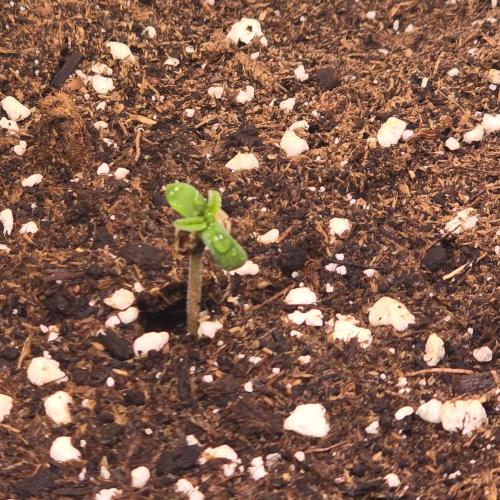 AutoflowerWorldCupBeingThereIsEverything. Week 0