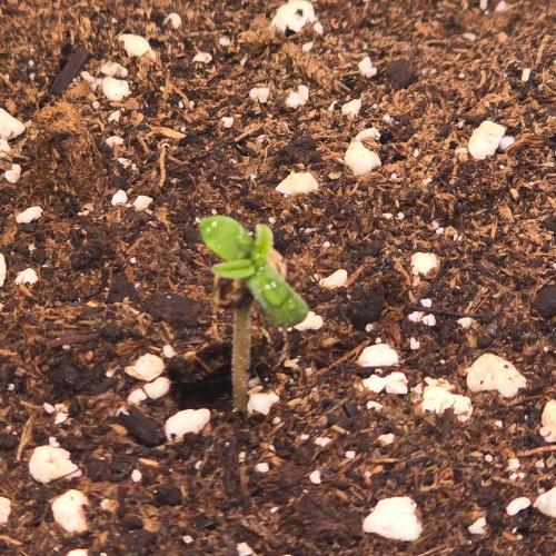 AutoflowerWorldCupBeingThereIsEverything. Week 0