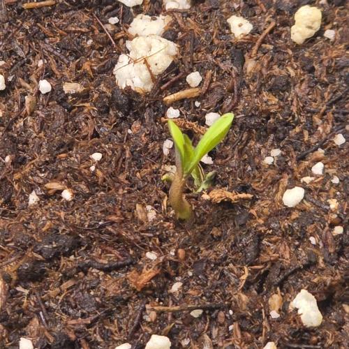 AutoflowerWorldCupBeingThereIsEverything. Week 0