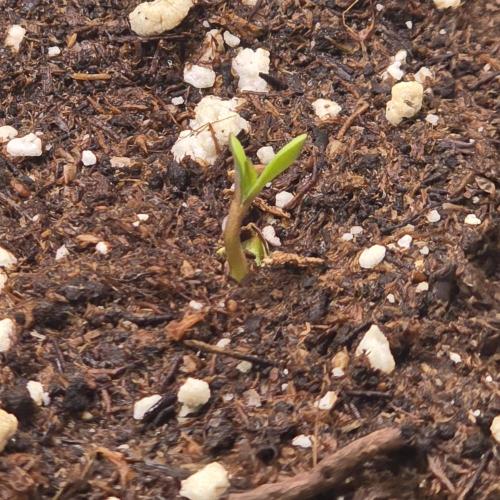 AutoflowerWorldCupBeingThereIsEverything. Week 0