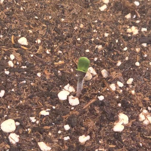 Cali Crasher. Week 0