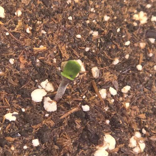 Cali Crasher. Week 0