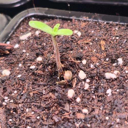 Drizle Pickle. Week 0