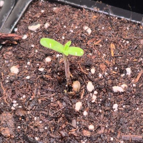 Drizle Pickle. Week 0