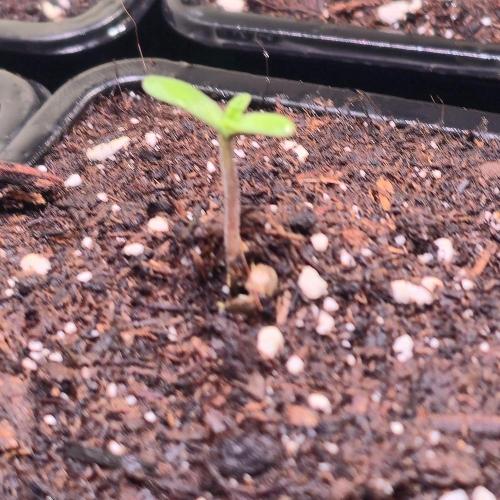 Drizle Pickle. Week 0