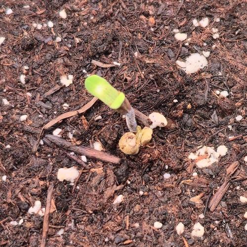 Biscotti Vanilla. Week 0