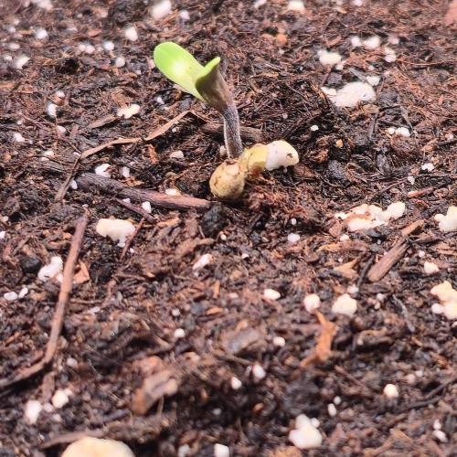 Biscotti Vanilla. Week 0