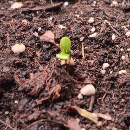 Permanent Marker. Week 0