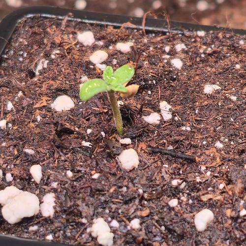 Mimosa Cherry Kush. Week 0