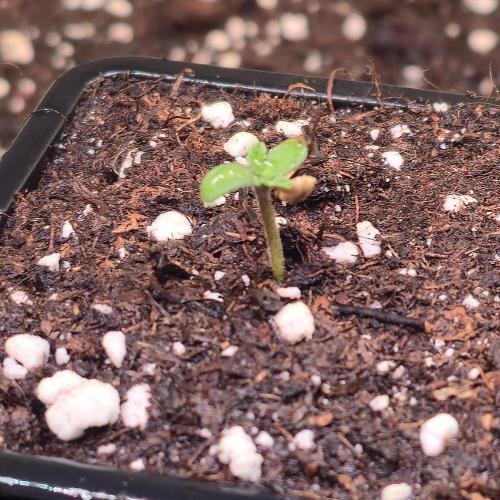 Mimosa Cherry Kush. Week 0