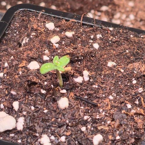 Mimosa Cherry Kush. Week 0