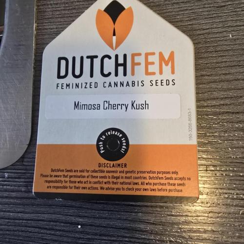 Mimosa Cherry Kush. Week 0