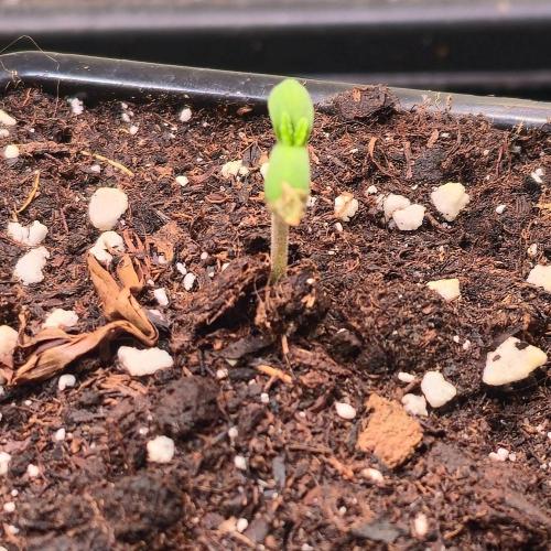 A.Moonrocks #3. Week 0