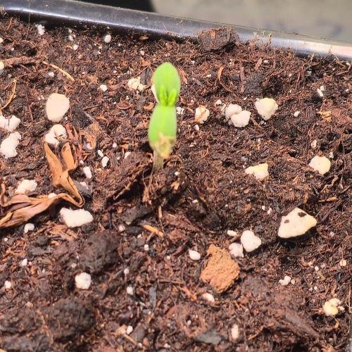 A.Moonrocks #3. Week 0