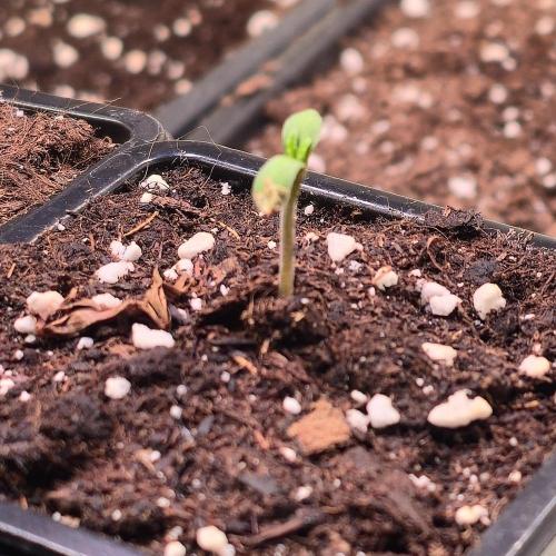 A.Moonrocks #3. Week 0