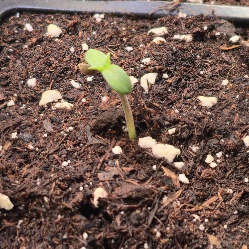 Guava Spritz. Week 0