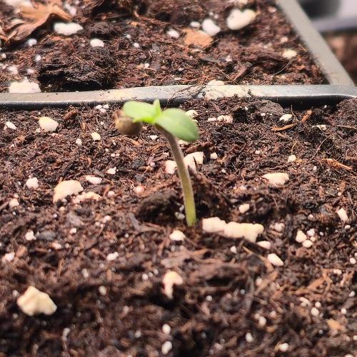 Guava Spritz. Week 0