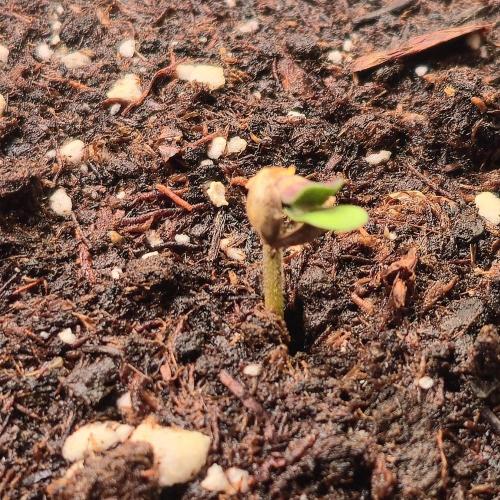 Strawberry Cola Sherbet. Week 0
