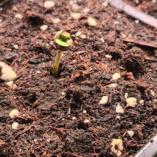 Strawberry Cola Sherbet. Week 0