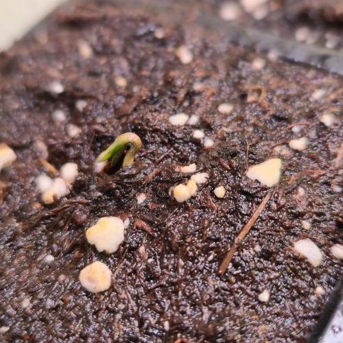 Lemon Mandarin #2. Week 0