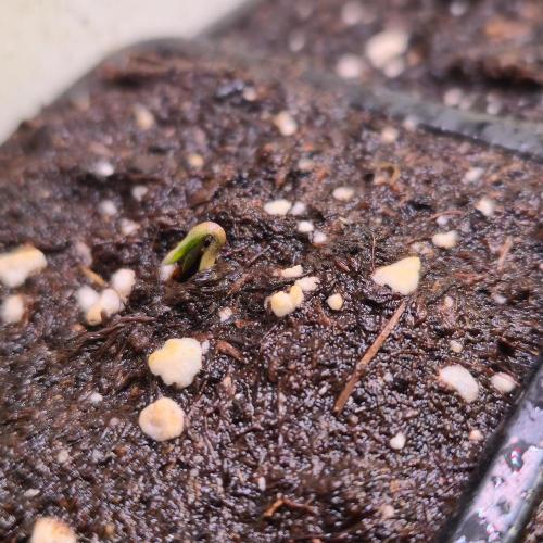 Lemon Mandarin #2. Week 0