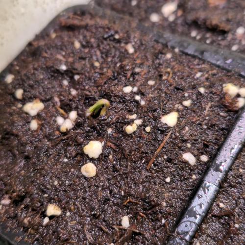 Lemon Mandarin #2. Week 0