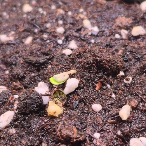 Barcelona Puff. Week 0