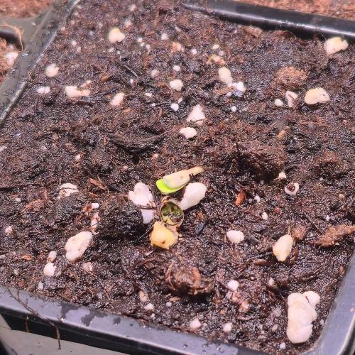 Barcelona Puff. Week 0