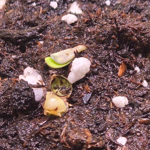 Barcelona Puff. Week 0