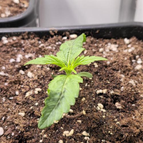 AutoflowerWorldCupBeingThereIsEverything. Week 1