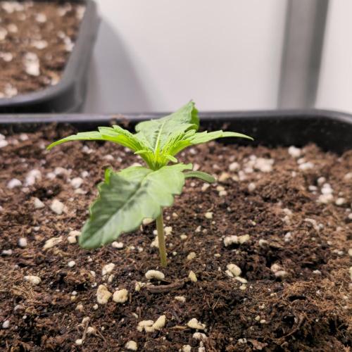 AutoflowerWorldCupBeingThereIsEverything. Week 1