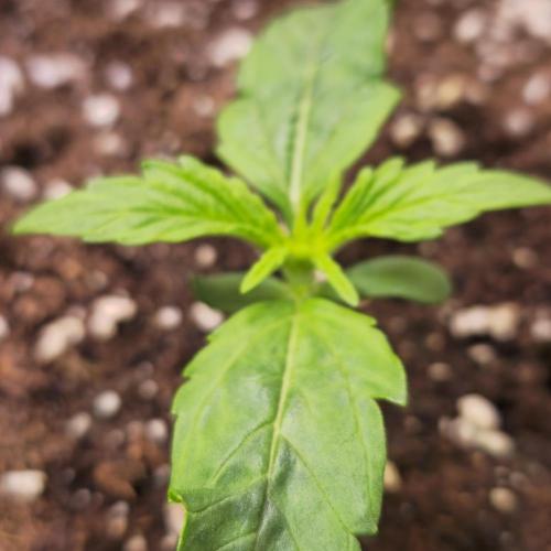 AutoflowerWorldCupBeingThereIsEverything. Week 1