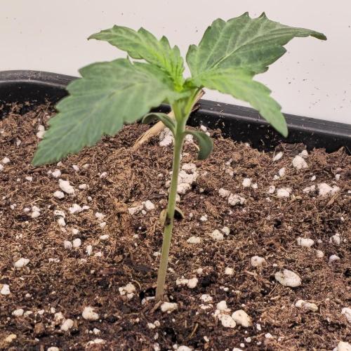 AutoflowerWorldCupBeingThereIsEverything. Week 1