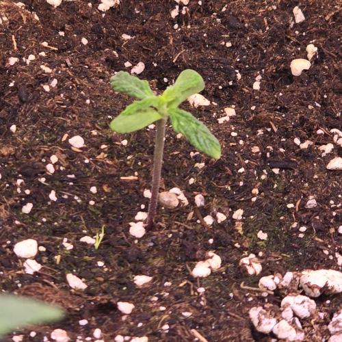 AutoflowerWorldCupBeingThereIsEverything. Week 1