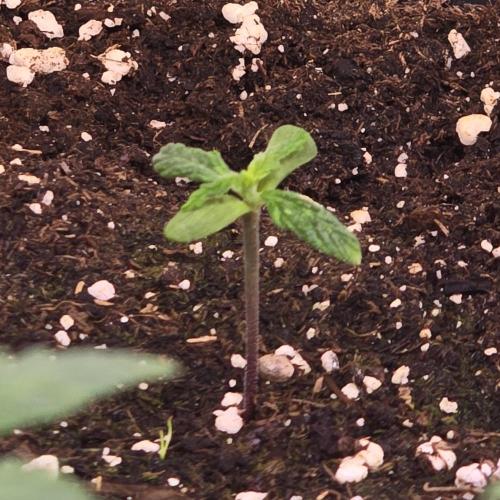 AutoflowerWorldCupBeingThereIsEverything. Week 1